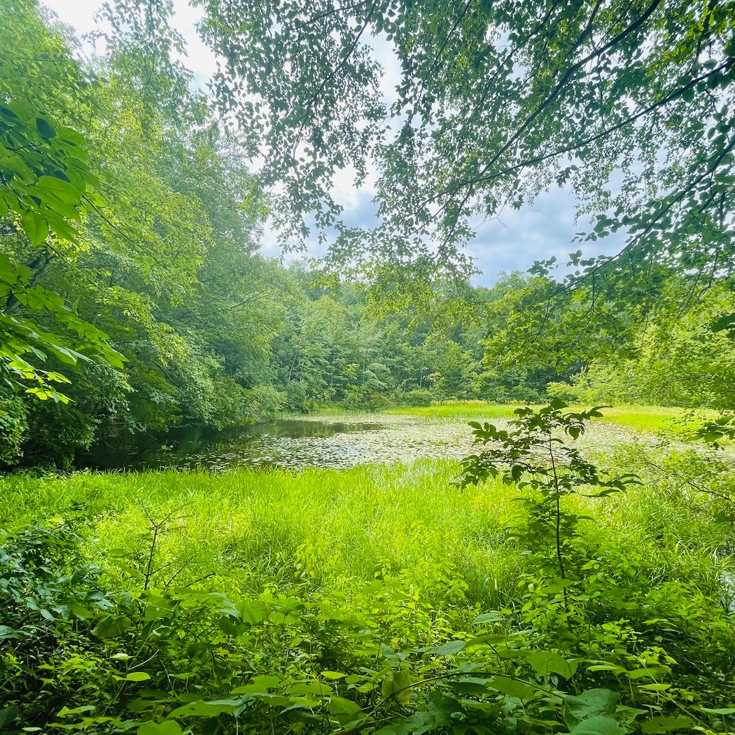 Westmoreland Sanctuary 3
