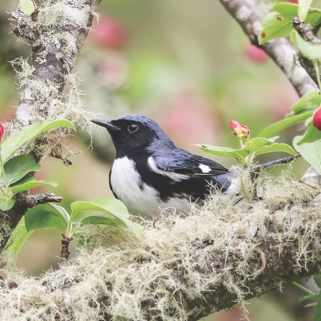 Introduction to Birdwatching 1
