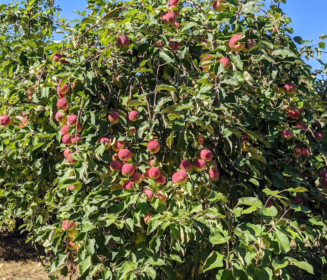 Barton Orchards 2