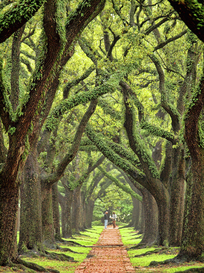 Climate Week: Why Oaks Matter