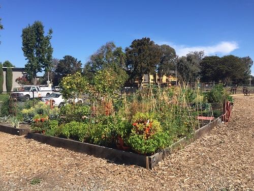 Los Prados Community Garden 1