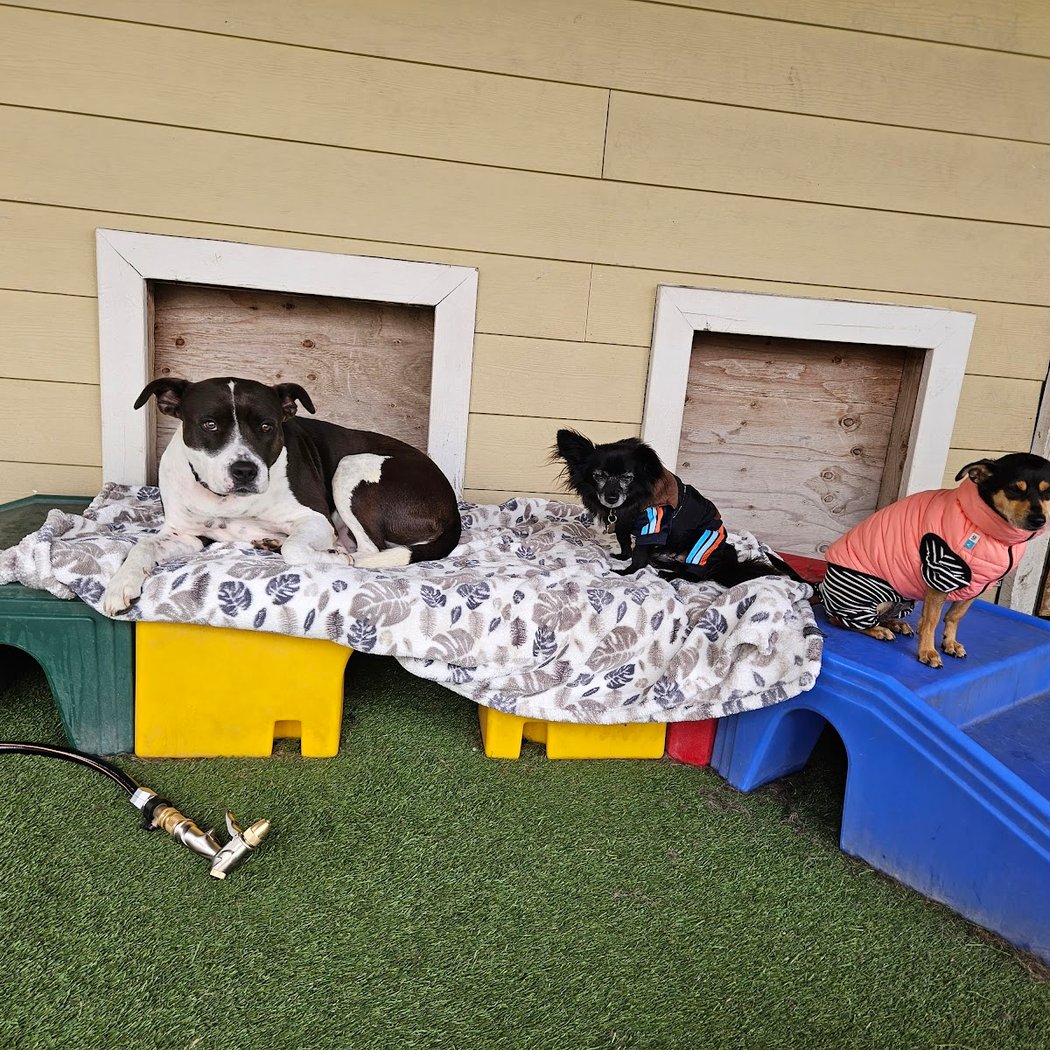 Park-A-Pup San Rafael 3