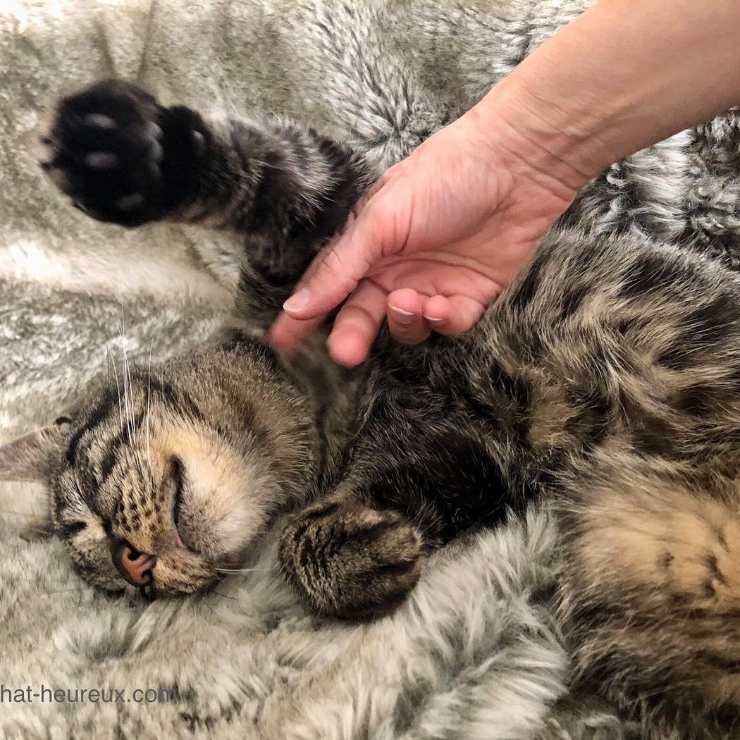 Happy Cat, Cat care Paris 3