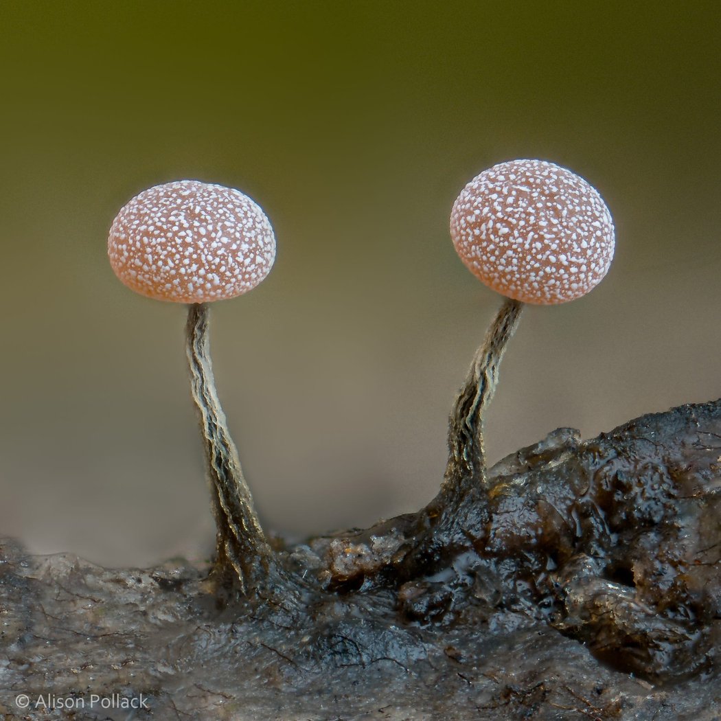 Fantastic Fungi Environmental Education Program 3