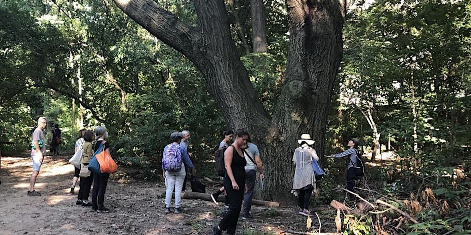 Forest Bathing 1