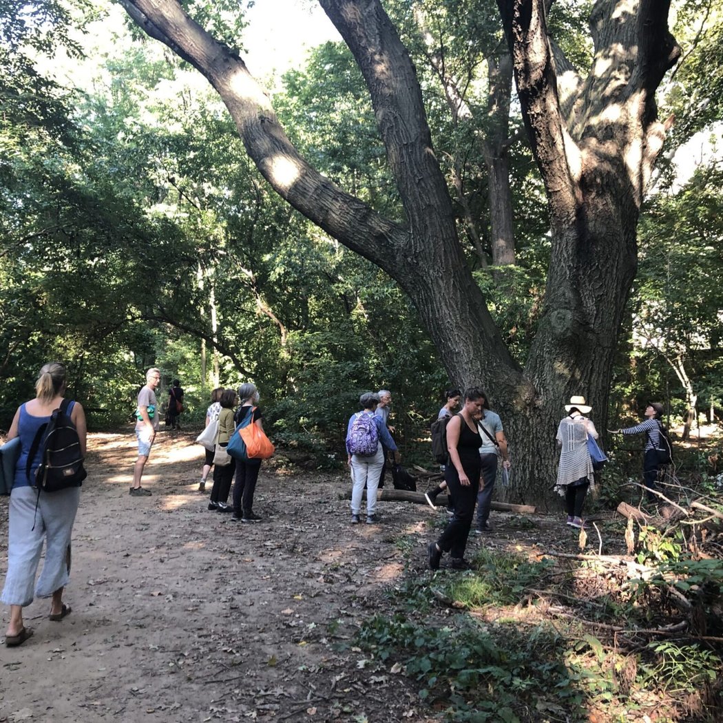 Forest Bathing 1