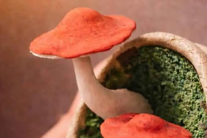 Forest Floor: Clay Magnet Workshop 2