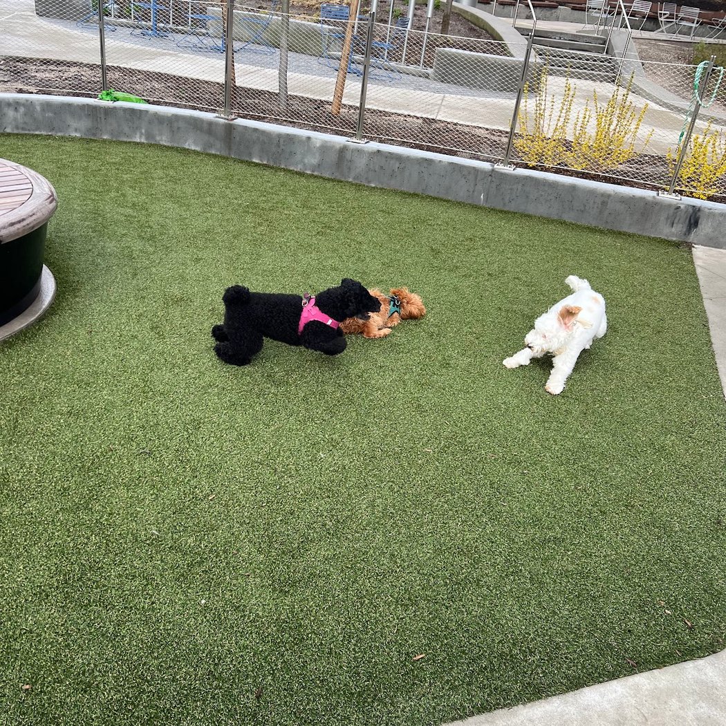 Pacific Park Dog Run 2