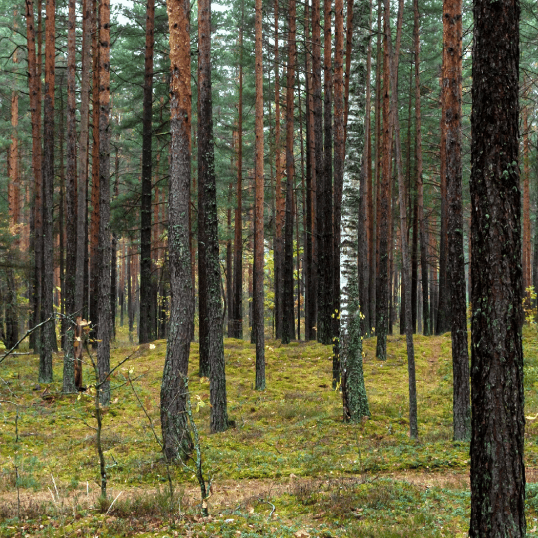 La Forêt Chantée 1