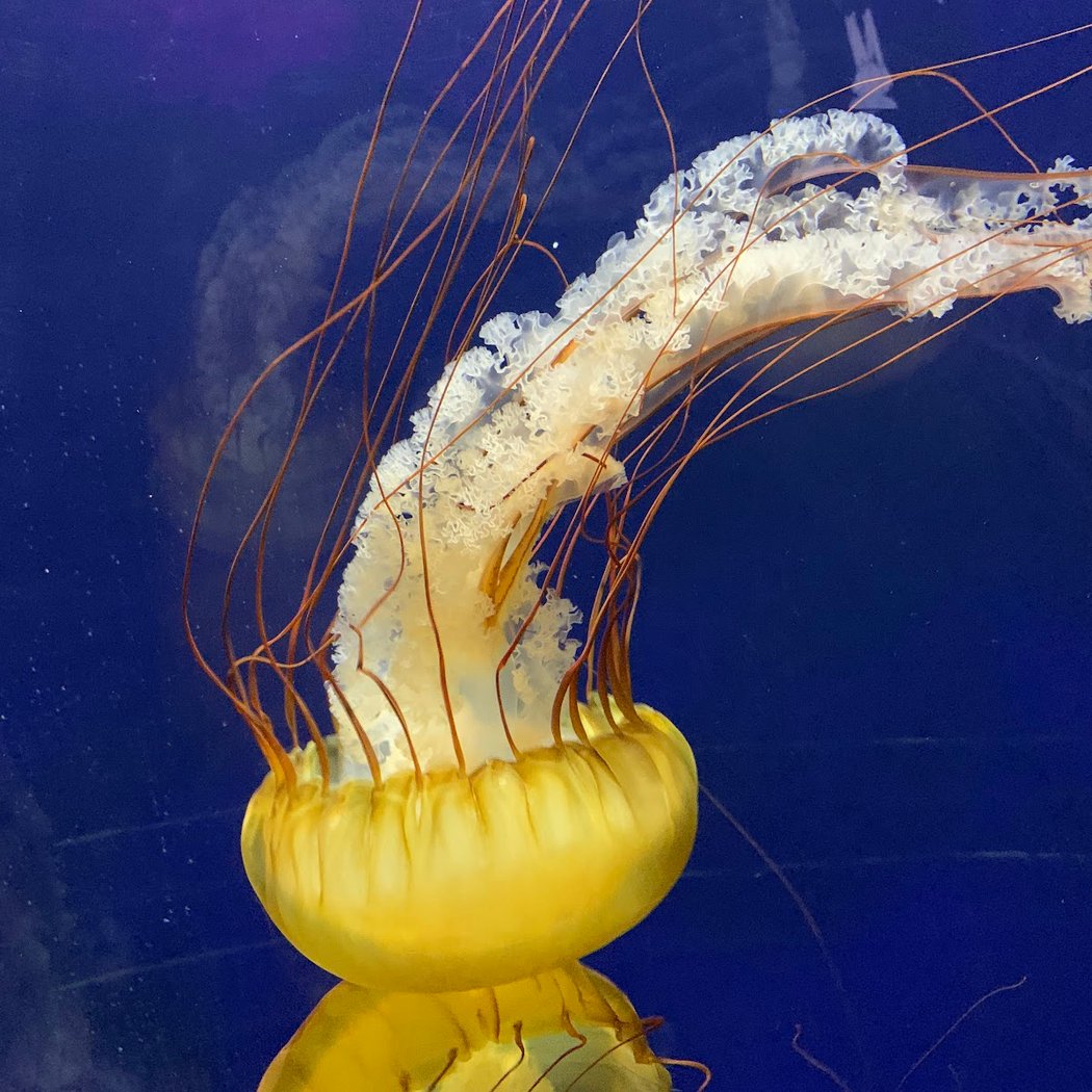 Aquarium of the Bay 4