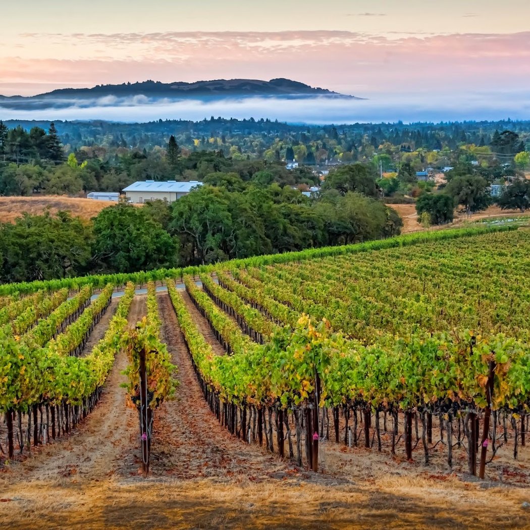 Kick Ranch Vineyard 1
