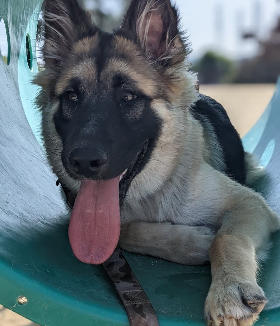 Burlingame Dog Exercise Park 1