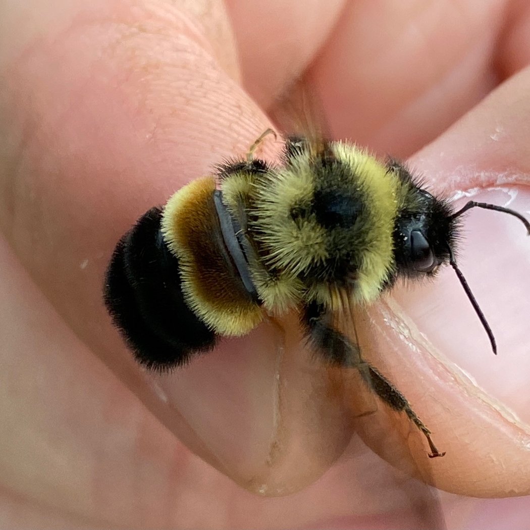 Bumblebee Survey 1