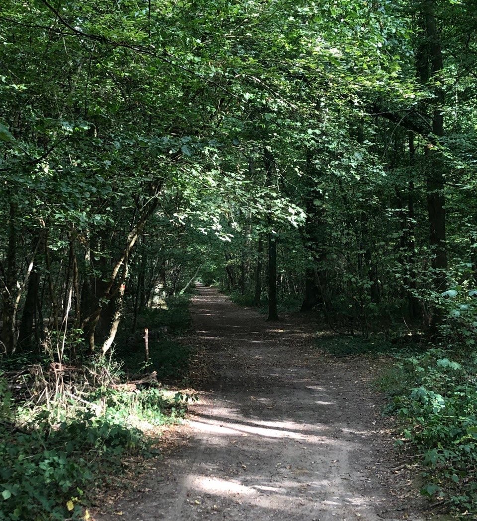 Forêt de Verrières 2