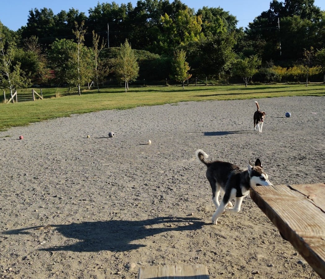 Olson Dog Park 1