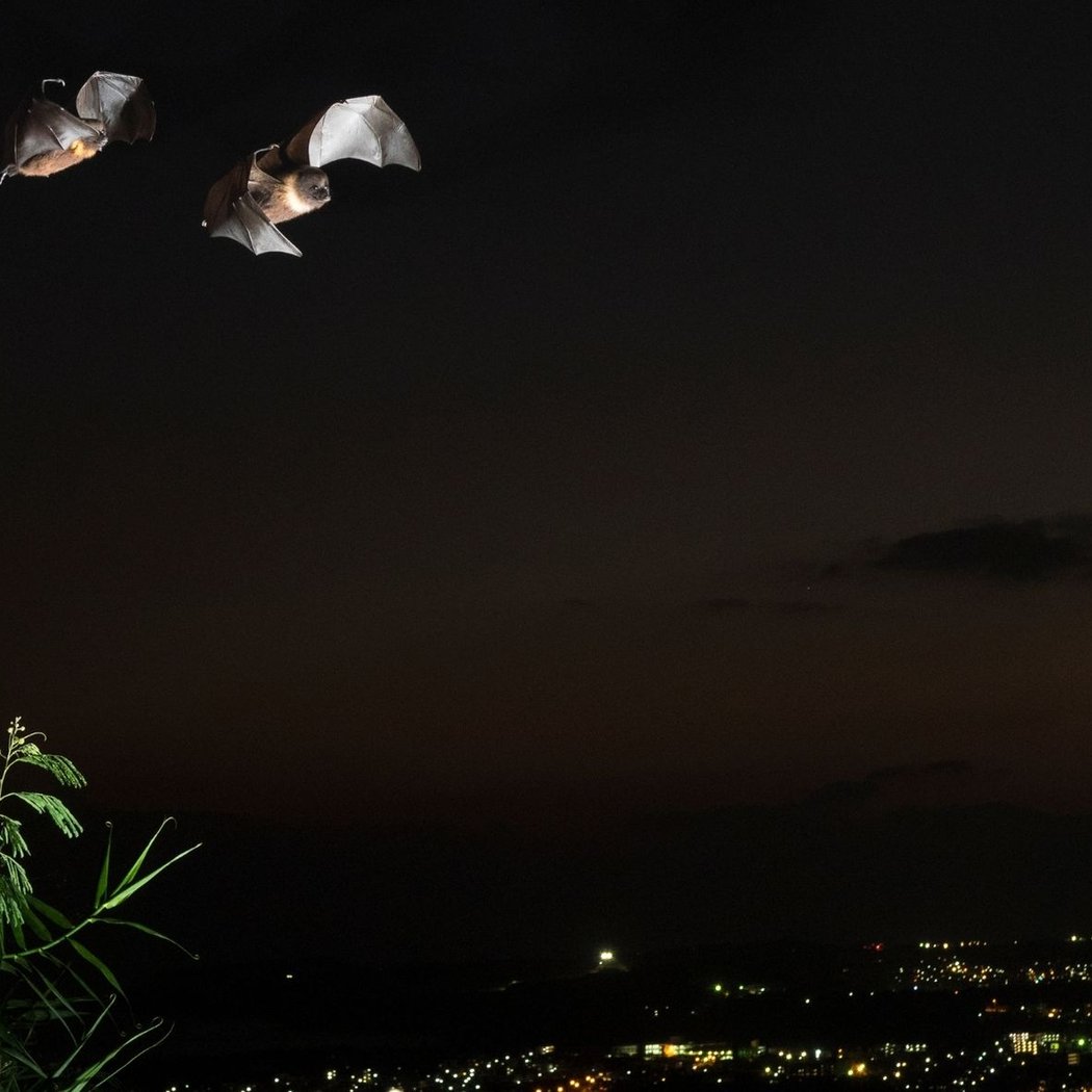 Teen Bat Crawl 3