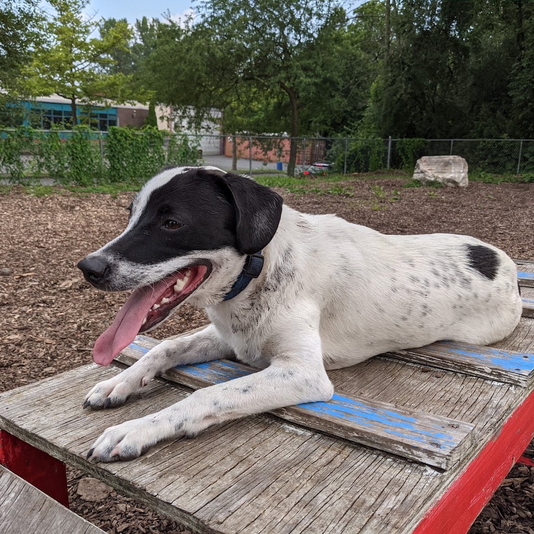 Pleasantville Dog Park 1