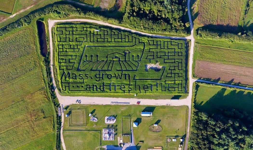 Sauchuk's Corn Maze & Pumpkin Patch 2