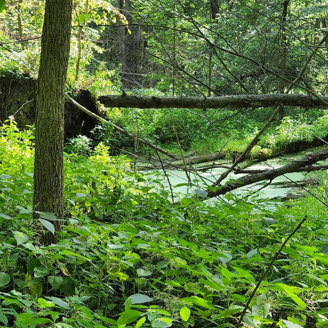 West Scio Preserve 2