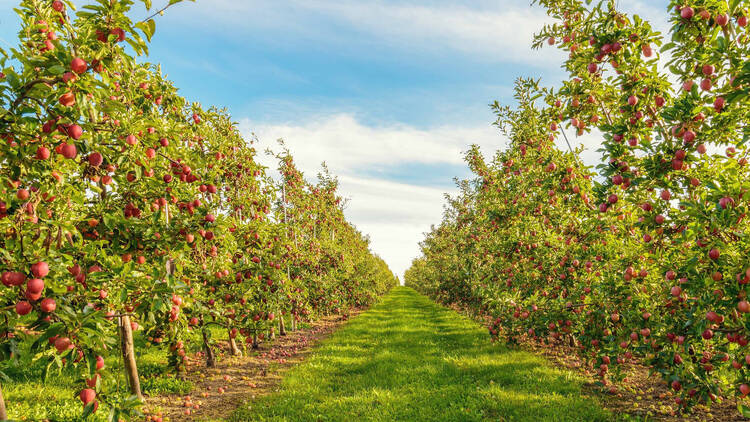 Masker Orchards 1