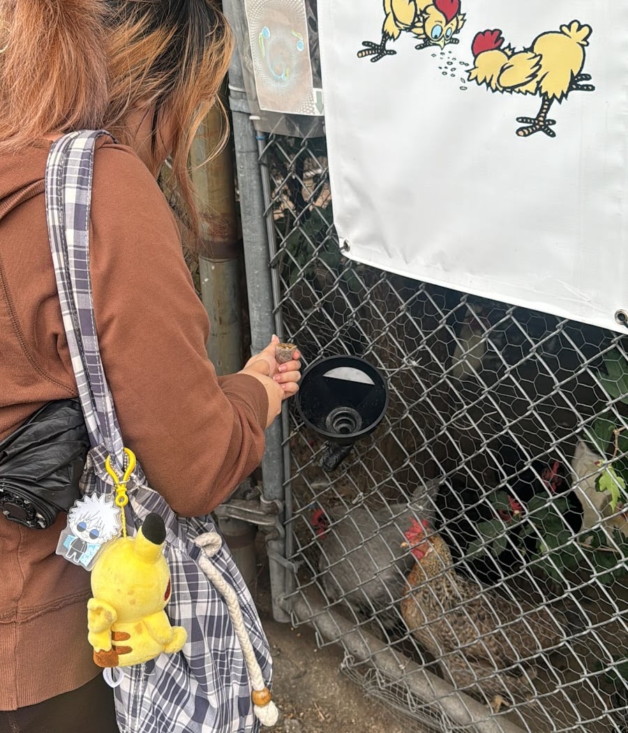 Crown Heights Chickens 3