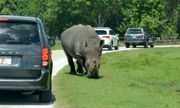 Lion Country Safari 3