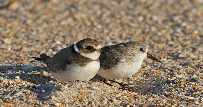Guided Bird Walk 4