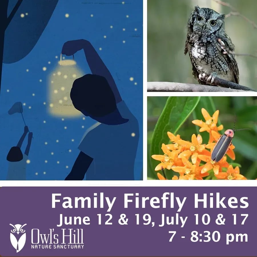 Family Firefly Hikes 1
