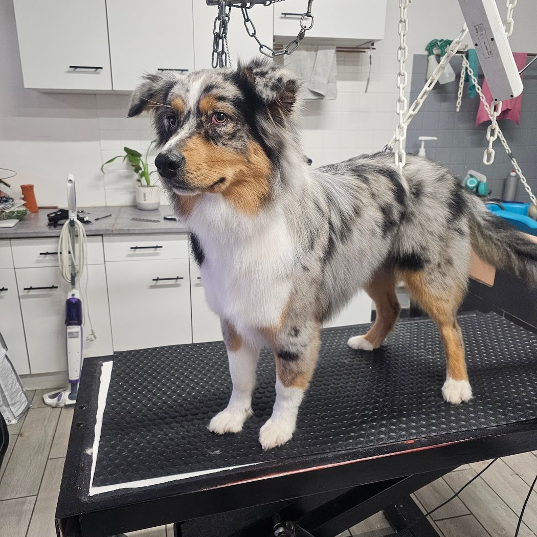 Cab'Hochard (Salon de Toilettage Canin) 1
