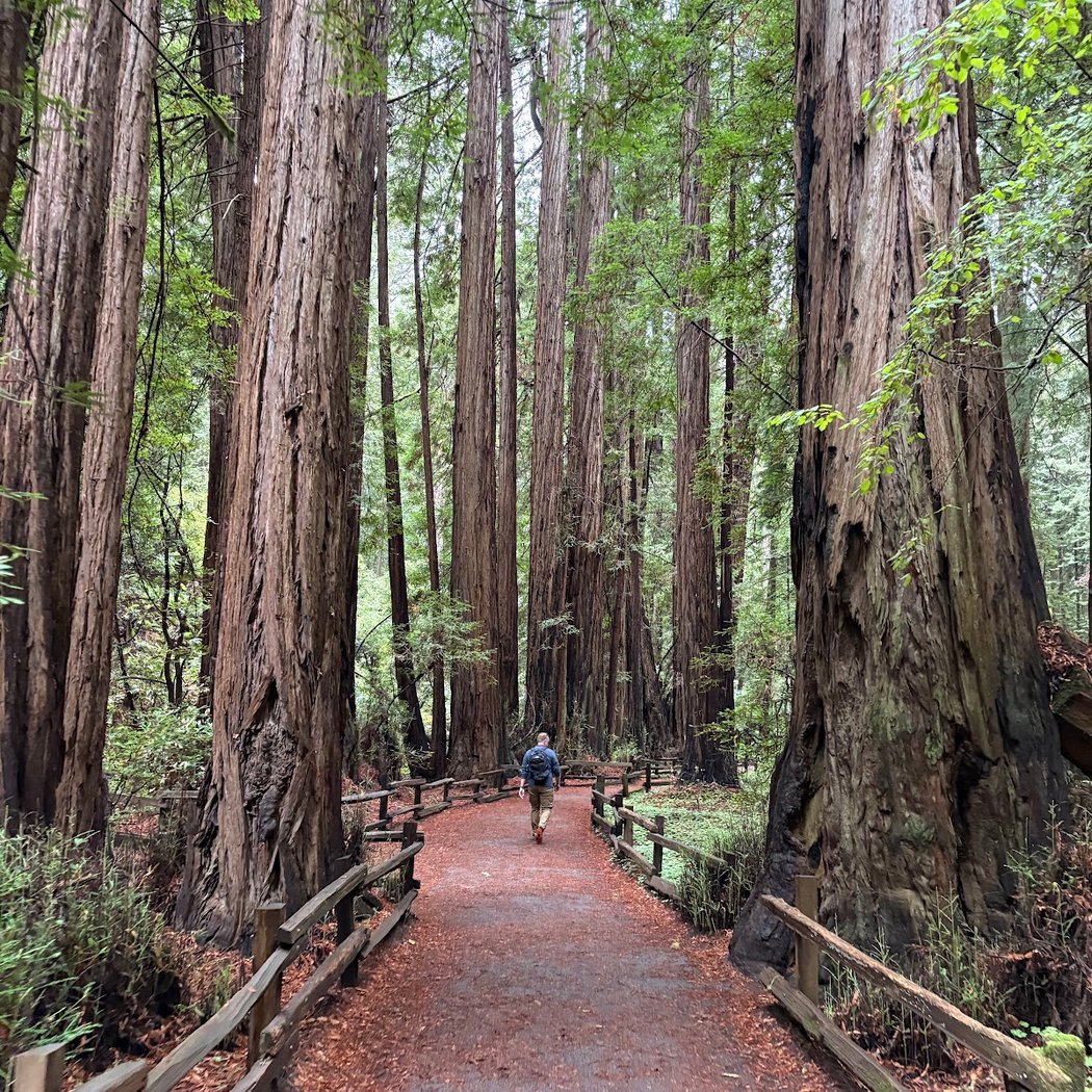 Into the Woods 1-Hour Tour 2