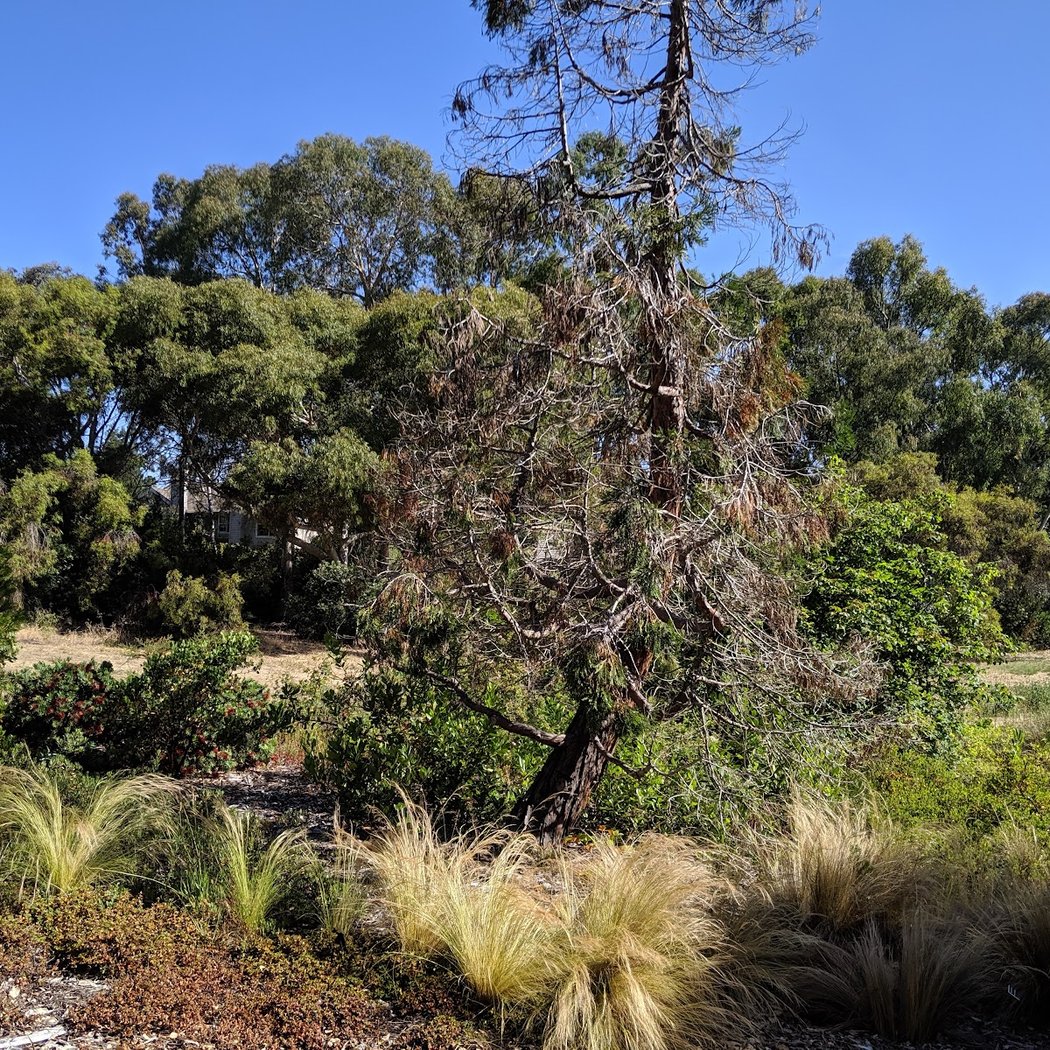 Water-wise Garden 3
