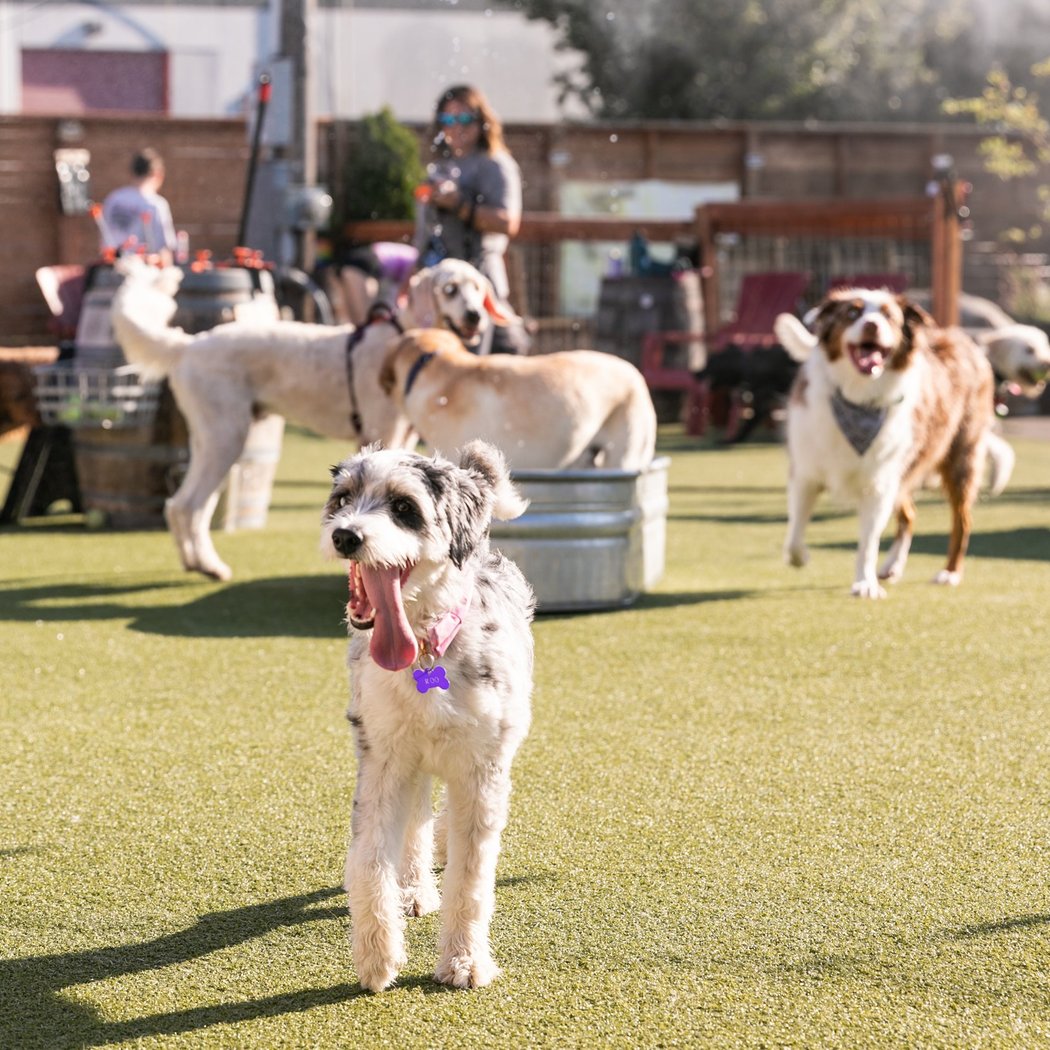 Small Dog Meetup 3