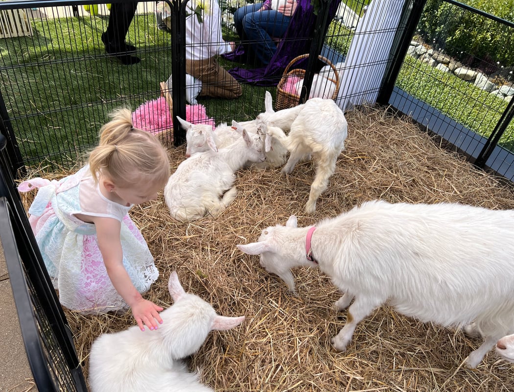 November Family Fun Day: Free Petting Zoo