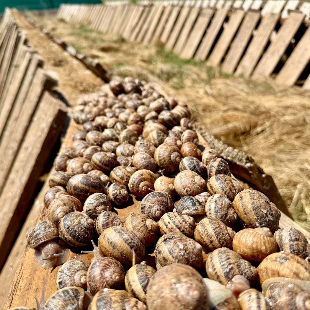 Escargot des Restanques 3