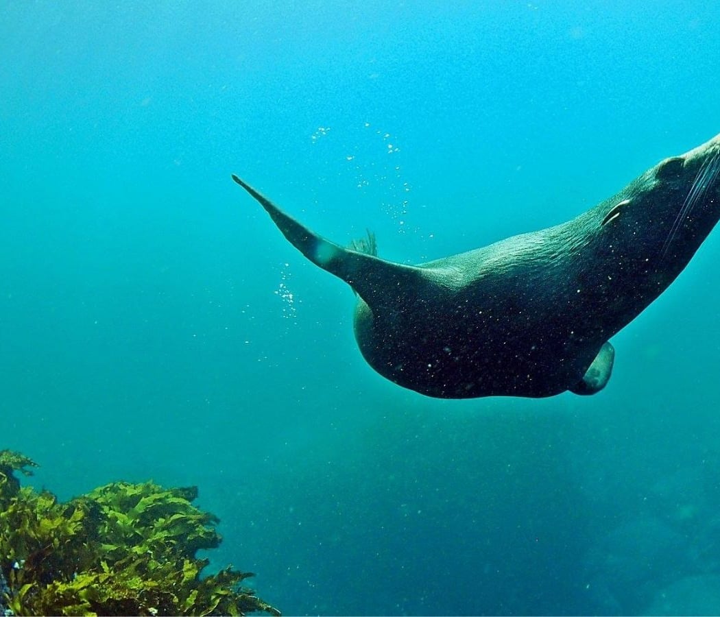 PADI Freediver Course 3