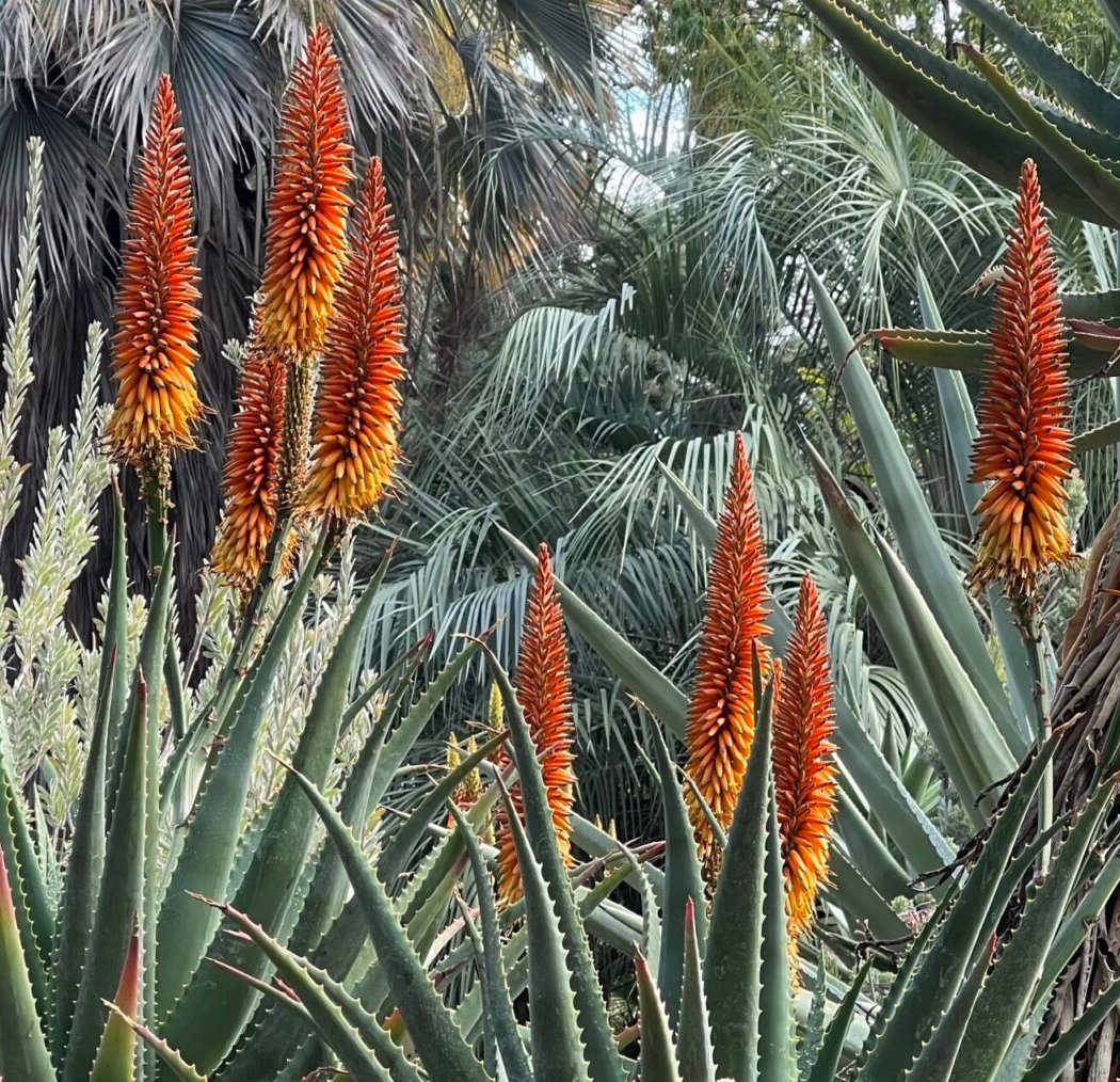 Curator-led Tour - Aloes and Friends 1