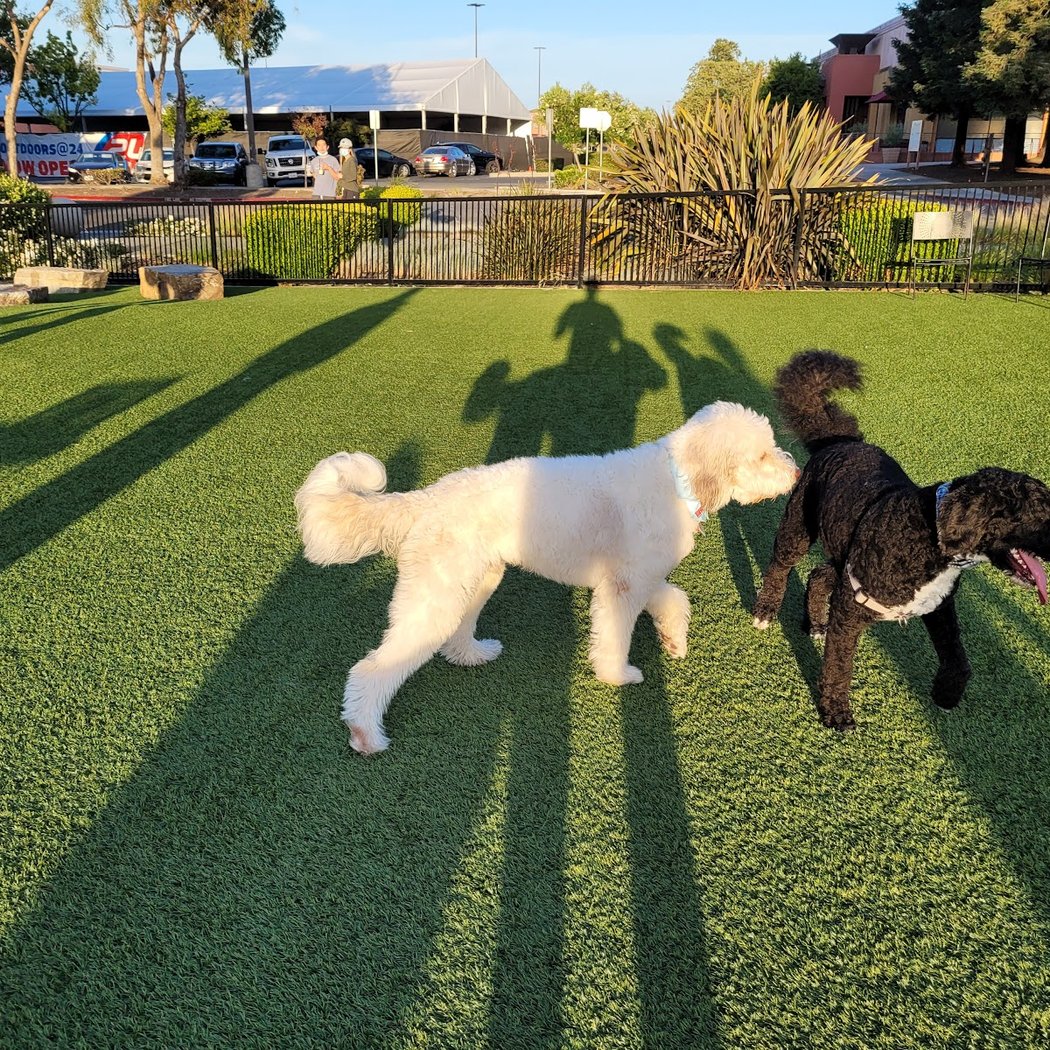 Village Green Dog Park 3