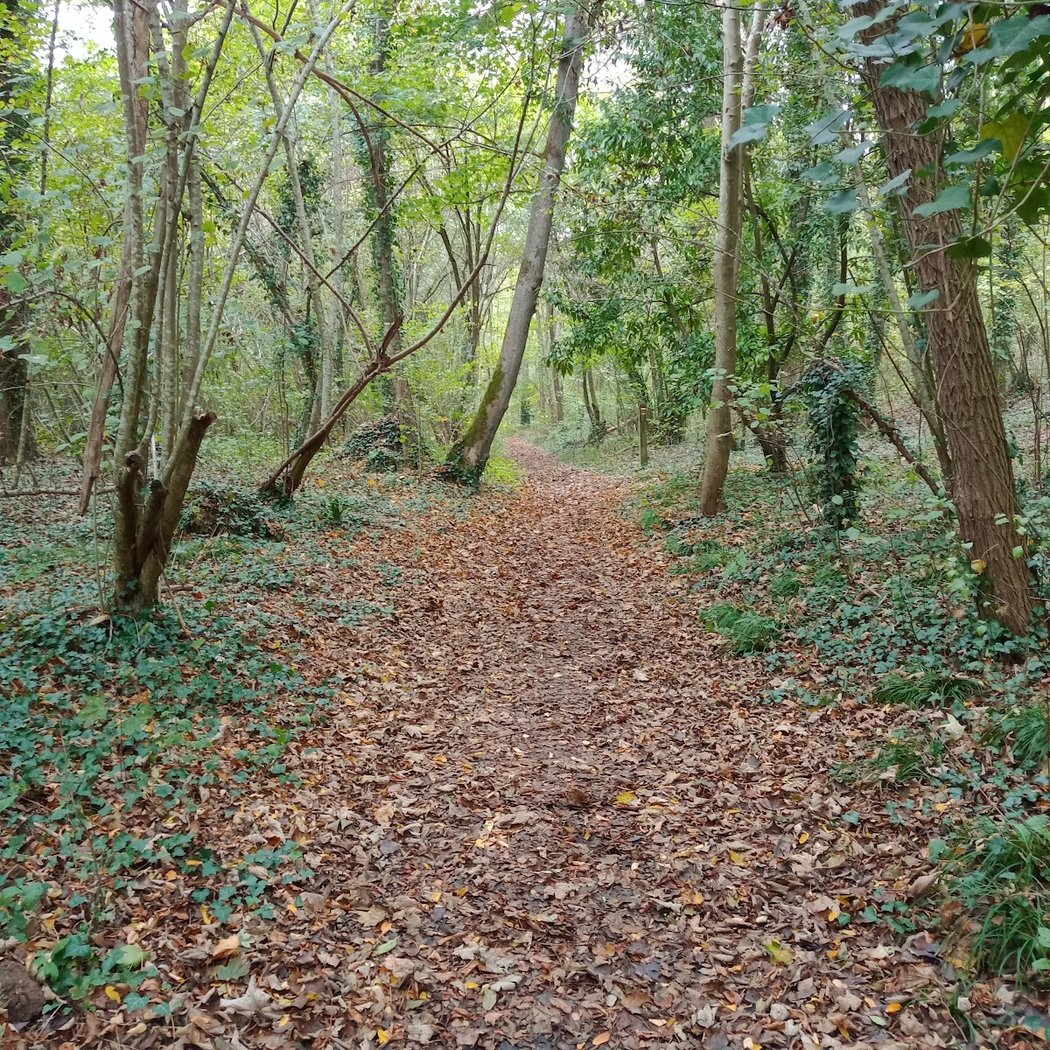 Foret Auvers sur oise 3
