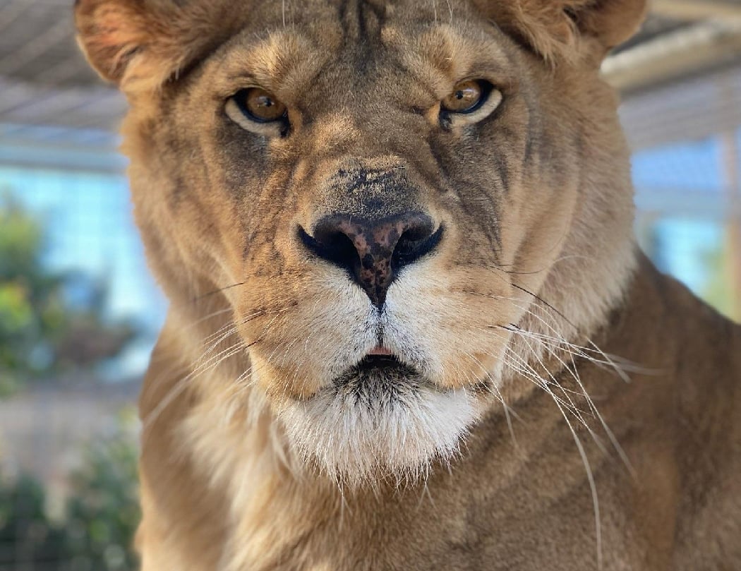 Forever Wild Exotic Animal Sanctuary 1
