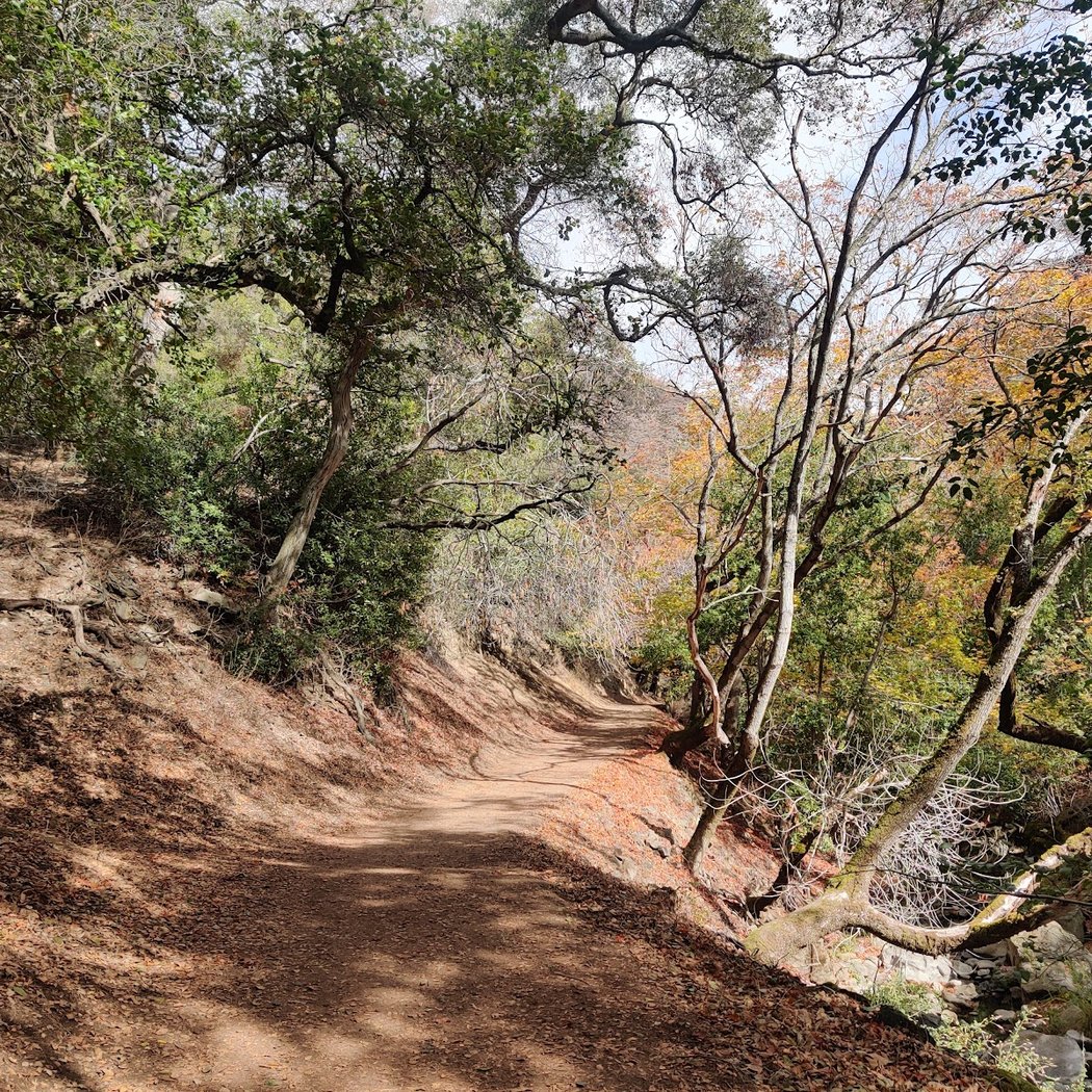 S Rim Trail 1