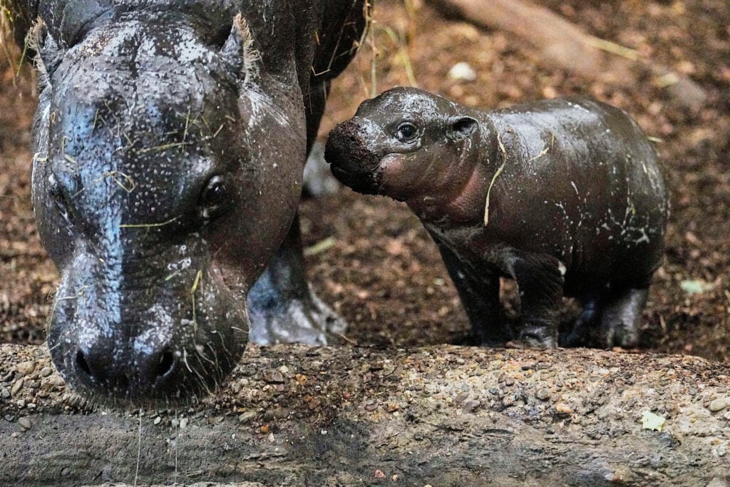 Pygmy Hippo Baby 'Panya' Enclosure Walk 1