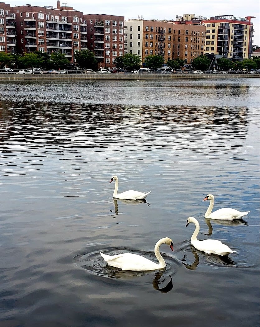 Sheepshead Bay 3