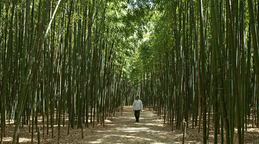 The Bamboo Cevennes 2