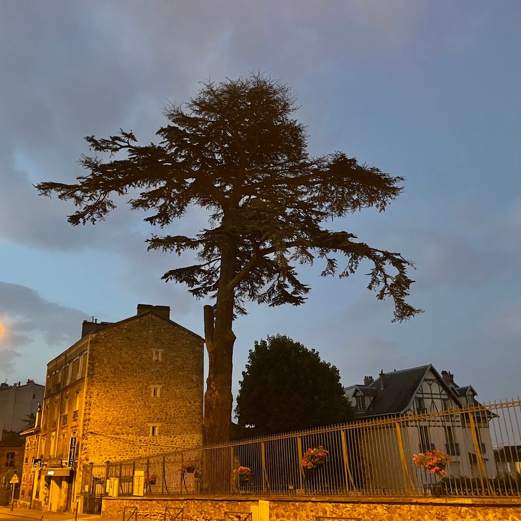 Cedre Imperial Meudon 4