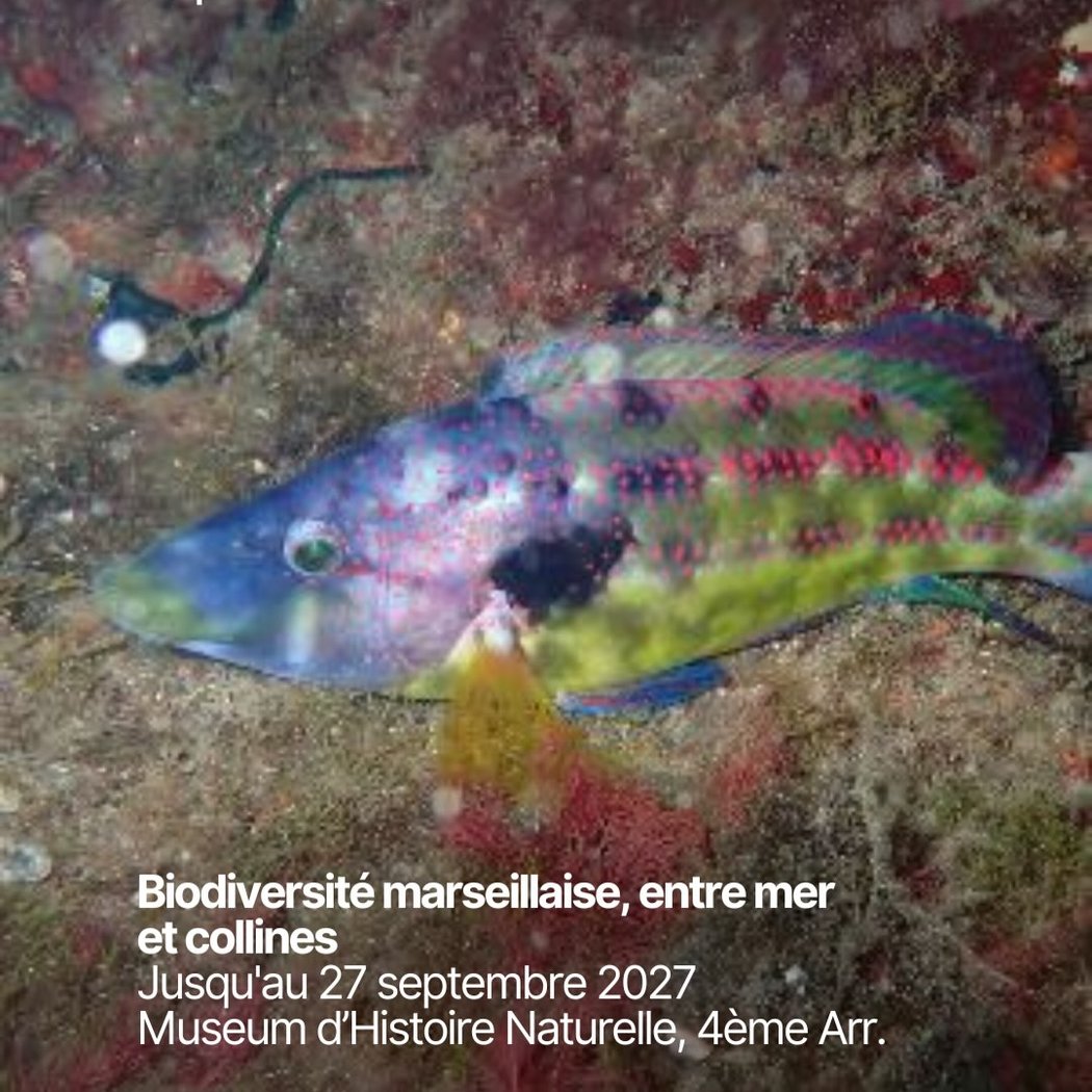 Biodiversité marseillaise, entre mer et collines