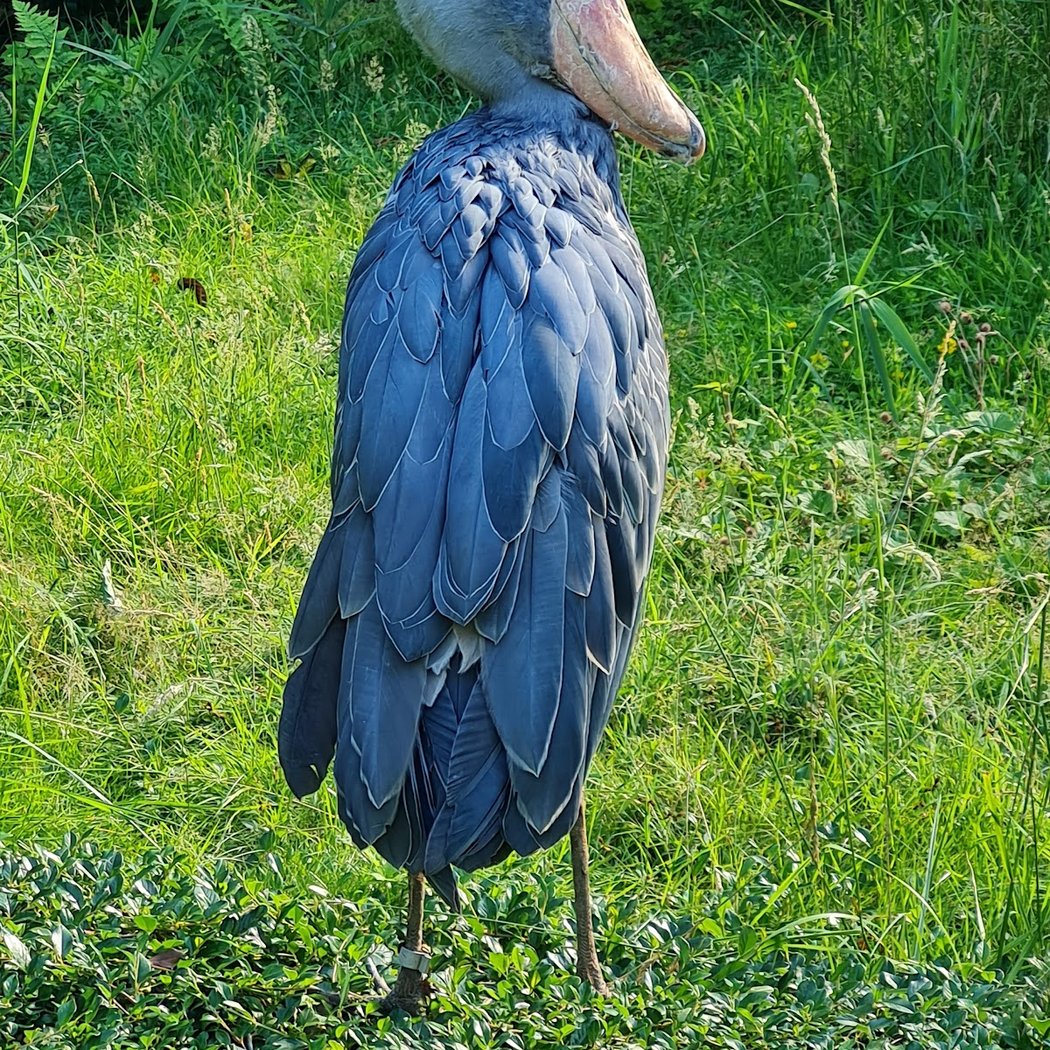 Weltvogelpark Walsrode 2