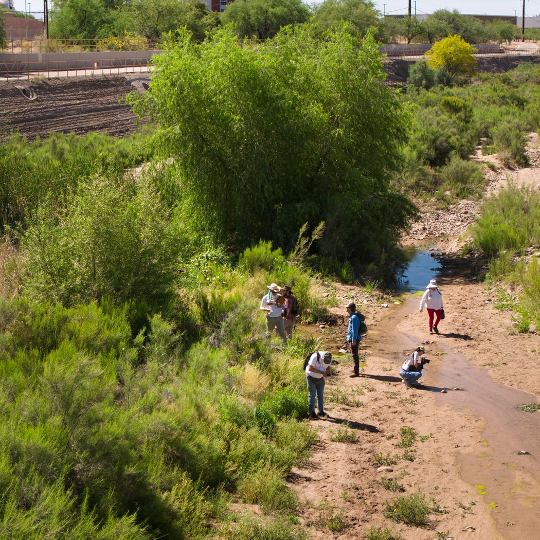 Santa Cruz River Willow Forest Survey 1