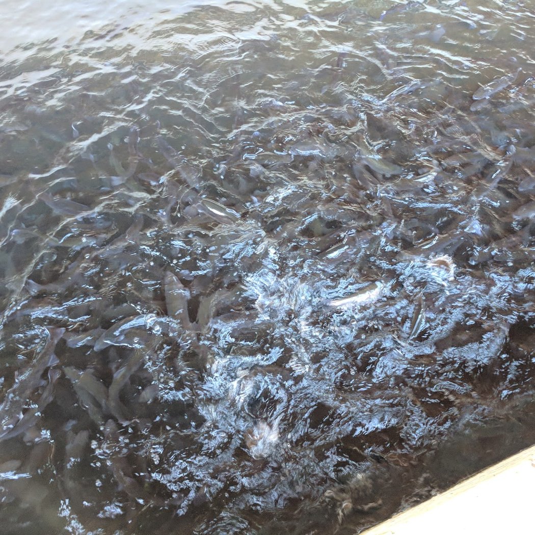 Warm Springs Fish Hatchery 2