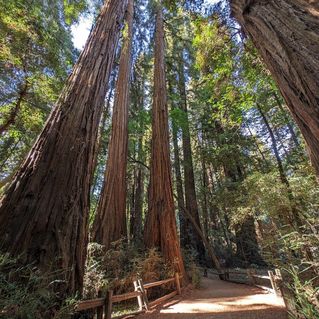 Redwood Grove Loop Trail 3