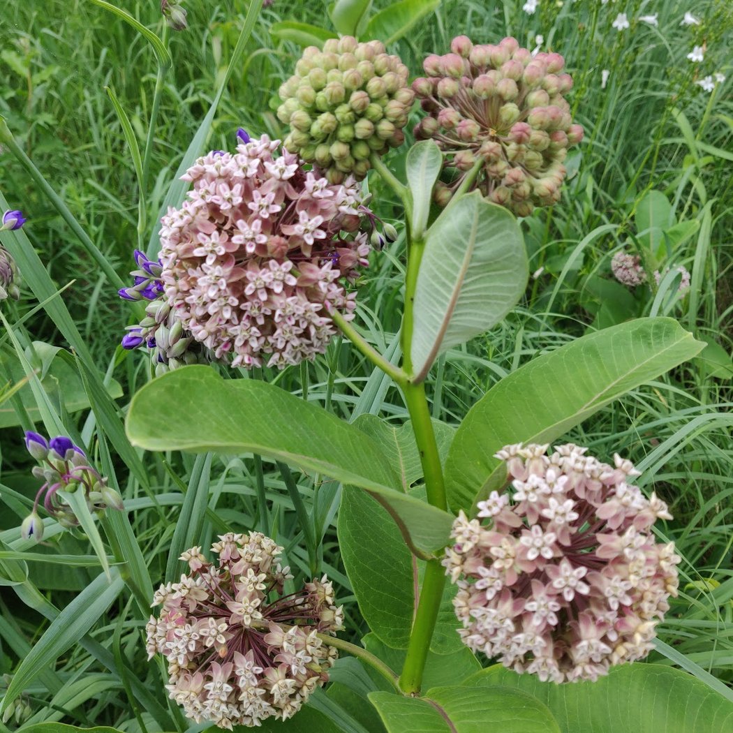 Basic Plant ID Class 1
